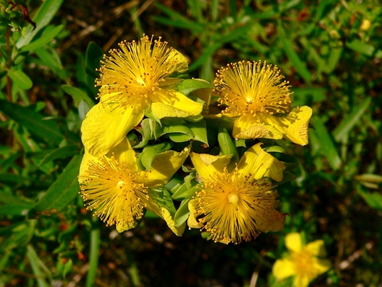 {Hypericum dolabriforme}